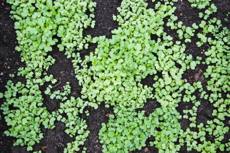 Sinapis alba seedlings in the garden bed, Mustard plants green manure crop, natural fertilizer