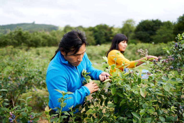 A man and a woman harvesting some blueberries in the field